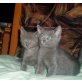 Russisch Blau - Kater
