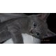 Russisch Blau - Kater