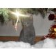 Russisch Blau - Kater