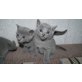 Russisch Blau - Kater