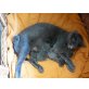 Russisch Blau - Kater