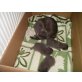 Russisch Blau - Kater