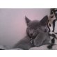Russisch Blau - Kater
