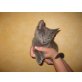 Russisch Blau - Kater