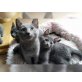 Russisch Blau - Kater