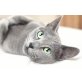 Russisch Blau - Kater