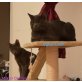 Russisch Blau - Kater