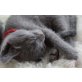 Russisch Blau - Kater