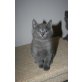Russisch Blau - Kater
