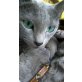 Russisch Blau - Kater