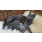 Russisch Blau - Katze
