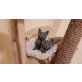 Russisch Blau - Katze