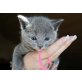 Russisch Blau - Katze