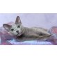 Russisch Blau - Katze