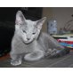 Russisch Blau - Katze