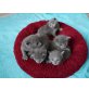 Russisch Blau - Katze