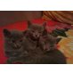 Russisch Blau - Katze