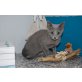 Russisch Blau - Katze