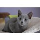 Russisch Blau - Katze
