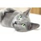 Russisch Blau - Katze