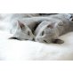 Russisch Blau - Katze