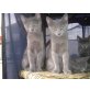 Russisch Blau - Katze