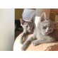 Russisch Blau - Katze