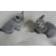 Russisch Blau, Russisch Blau - Katze