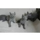 Russisch Blau, Russisch Blau - Katze