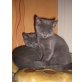Russisch Blau und BKH  - Kater
