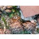 Russische Landschildkröten