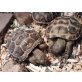 Russische Landschildkröten