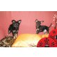 Russkiy Toy Terrier Welpen, Russkiy Toy - Rüde