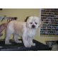 Russo, Shih Tzu - Rüde
