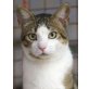 Rusti, wünscht sich Wärme und Geborgenheit - Kater