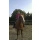 Rusty, Araber-Haflinger - Wallach