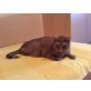 Rusty, Hauskatze - Kater