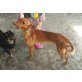 Rusty, Podenco Mix - Rüde