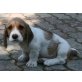 Rusty, Spaniel Mischling - Rüde