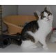 Ruth, Europäische Kurzhaarkatze - Katze