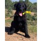 Ryan, Labrador Mix Welpen - Rüde