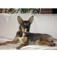 S I S S Y, Malinois-SH-Mix Welpen - Hündin