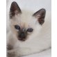 S-Wurf, Thai - Katze