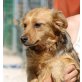 SABBY, Retriever/Spitzmixhündin, kastriert, PS Szbg. - Hündin