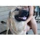 SABI Senta, Pflegestelle Tirol, charaktervolle Malinois - Schäfer - Mix - Hündin
