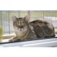 SABINKA, Europäische Kurzhaarkatze - Katze
