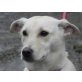 SABRI, Labrador-Spitz-Mix, sucht Pflege- oder Fixplatz - Hündin