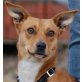 SABY - Pflegestelle Oberösterreich, fledermausohrige, liebe Pinscher-Dackel-Mix - Hündin