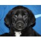 SAEMI, Schnauzermix,Pflegestelle Vorarlberg Welpen - Hündin