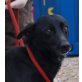 SAFINA - Pflegestelle Oberösterreich, hübsche, anschmiegsame Pinscher-Mix - Hündin